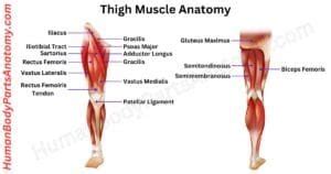 Complete Guide On Human Anatomy With Parts Names And Diagram