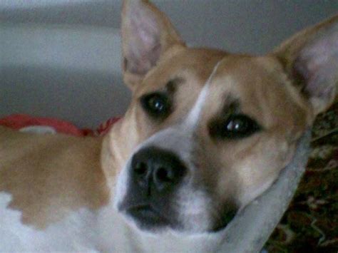Photo American Staff Croisé Husky Akton Chien