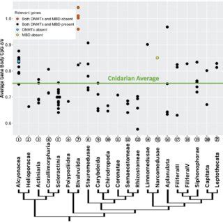 Average Gene Body Cpg O E Of Each Cnidarian Species Organized In