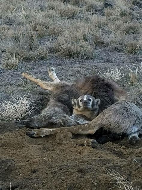 Neighbors are reacting to the new badger funeral home garden 23