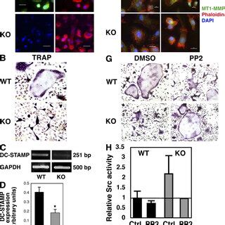 CD45 expression is modulated and essential for cell mobilization. (A–D ...