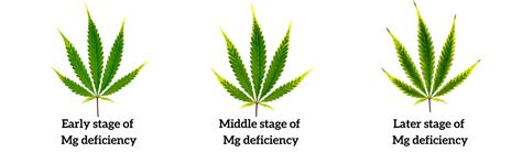 Magnesium Deficiency In Cannabis Plants How To Spot Weed Plant