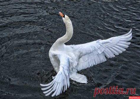Фото: ****. Alexander Andronik. Фото животных - Фотосайт Расфокус.ру ...