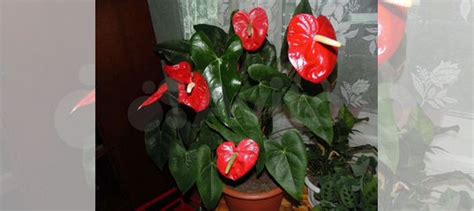 Антуриум купить в Самаре | Товары для дома и дачи | Авито