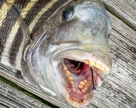 Parmesan Herb Fried Sheepshead - Realtree Camo