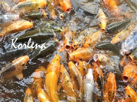 lengkap  gampang budidaya ikan mas cyprinus carpio