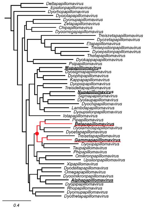 Revisiting Papillomavirus Taxonomy: A Proposal for Updating the Current