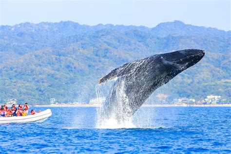 Abc Del Avistamiento De Ballenas En Puerto Vallarta