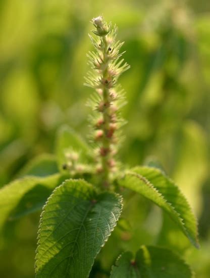 Hophornbeam Copperleaf Mizzou Weedid