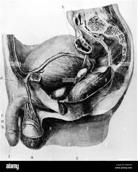 Medizin Anatomie Geschlechtsorgane Schematische Darstellung Des Männlichen Genitals Mit