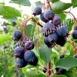 ИРГА НОРТЛАЙН