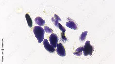 Starch Grains In Banana Cells Under The Microscope Starch Is Stained