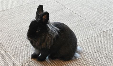 Long Haired Lionhead Rabbit Atelier Yuwa Ciao Jp