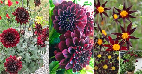 19 Black Dahlia Flower Varieties How To Grow Black Dahlia