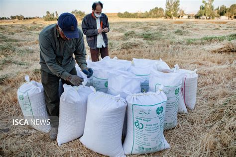 مافیای واردات گندم فعال شده است؟ عملکرد ضد تولید ملی دولت در ۱۴۰۲