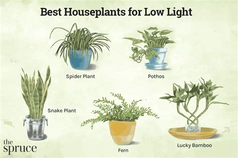 Large Leaf House Plants Identification