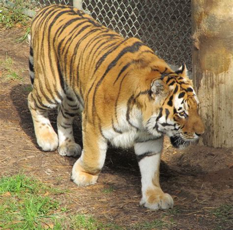 images nature walking wildlife zoo fur feline predator