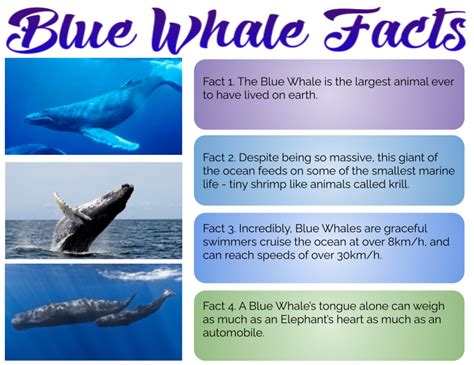 Emeline @ Pt England School: Blue Whale Facts