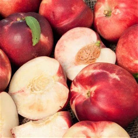 Arctic Babe Miniature Nectarine One Green World