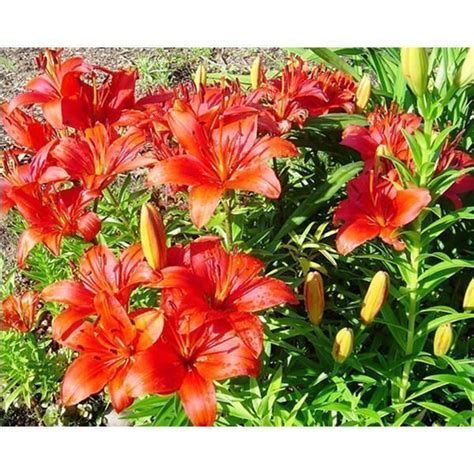 Купить луковица Лилия азиатская Prunotto (Прунотто) Цена, фото ...