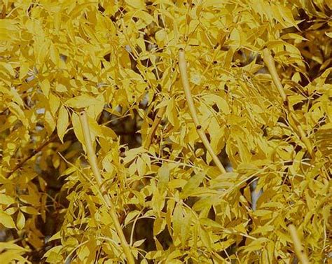 Ясень обыкновенный Голден Десерт – купить Лиственные на Sadik.ru