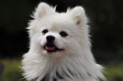 Cómo saber si un Pomerania es puro todopomerania es