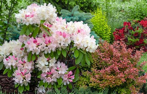 Секреты успешного выращивания рододендронов | Полезные статьи на блоге ...