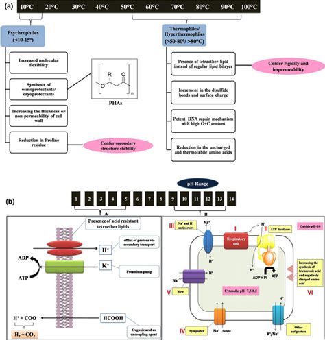 a Physiological adaptations in psychrophiles and... | Download ...