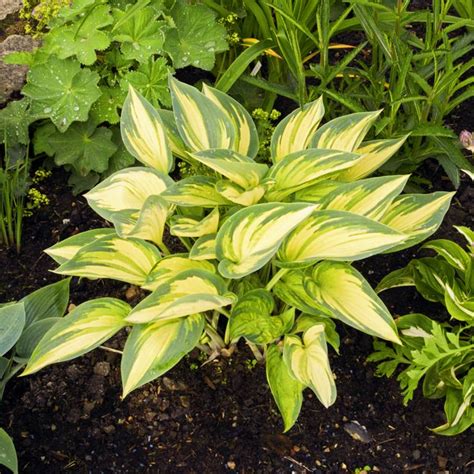 Hostas Plant Hostas Plants Ready For Planting Hosta Bulbs Bulk Hosta