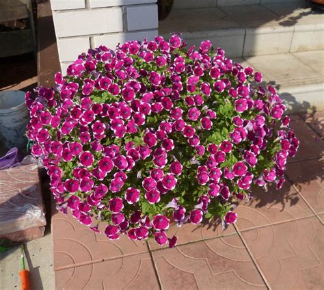 Растение петхоа (57 фото)