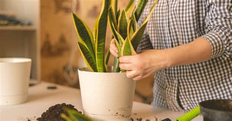 Crea Un Poderoso T Nico Con Sansevieria Para Hacer Crecer Tu Cabello