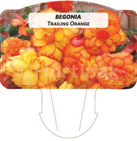 Begonia Trailing Illumination Orange Hortipak E Store