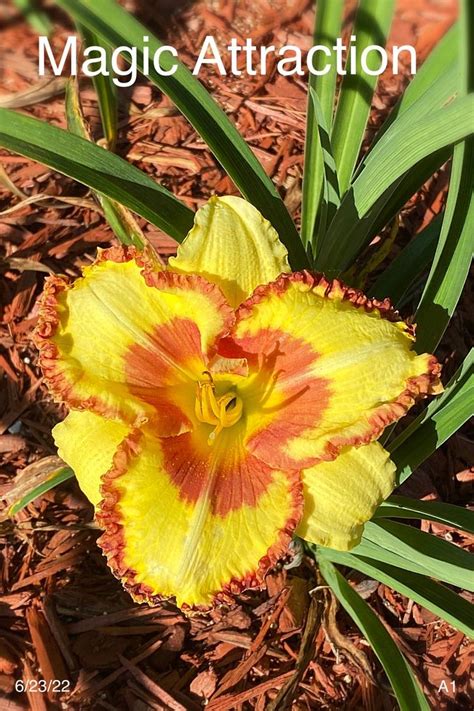 Photo Of The Bloom Of Daylily Hemerocallis Magic Attraction Posted