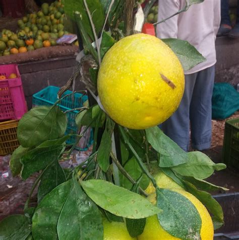 Fruits Imports And Exports Pune