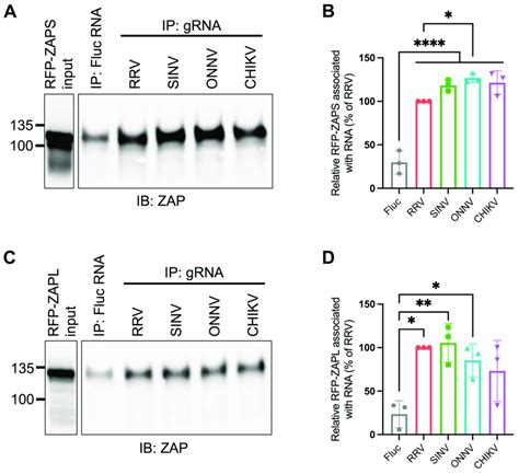 Zaps And Zapl Binding To Alphavirus Genomic Rna Do Not Correlate With