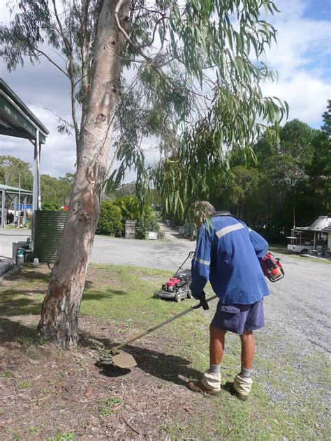 Will Your Trees Be Long Lived JIm S Trees