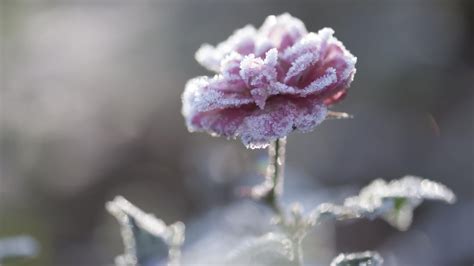 Ледяной Дождь Фиалка Фото И Описание – Telegraph