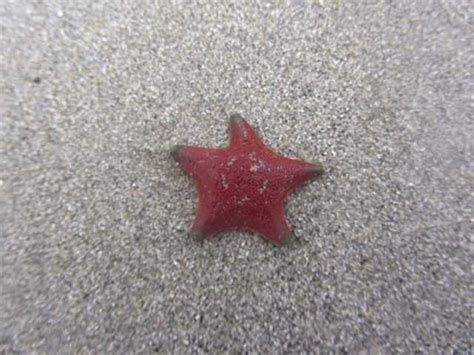 Patiria chilensis - Wikiwand