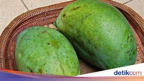 mengenal mangga manalagi tips memilih hingga resep olahannya