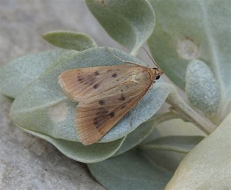 Orange Naked Pearl from Canal de Aragón y Cataluña Huesca Spain on