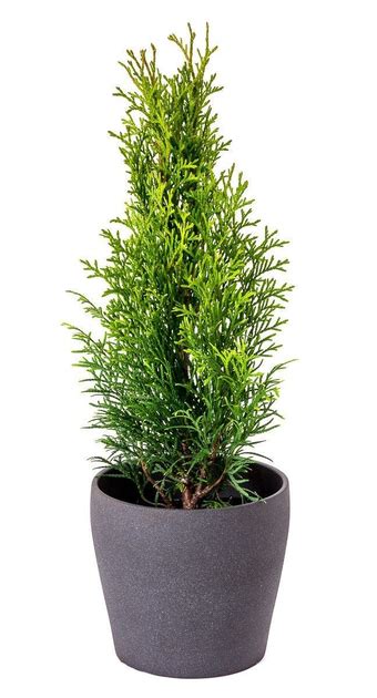 Туя Смарагд (Smaragd) Живой забор Пирамидальная крона Хвоя зеленая h 15 ...