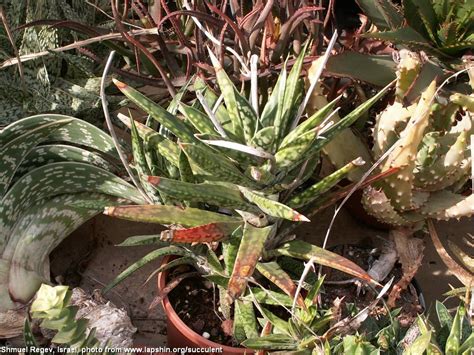 Succulent Atlas - Peter Lapshin