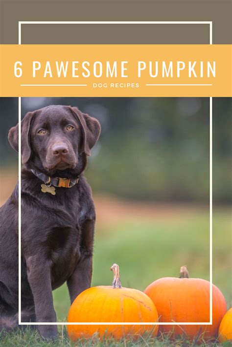 6 Pawesome Pumpkin Dog Recipes to Fall for this Season | YoCanine