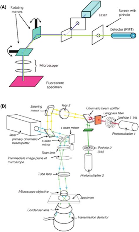 Design Of The Confocal Microscope A The Essential Components Of The