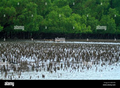 Spotted Deer De Sundarbans La Plus Grande Forêt De Mangroves Dans Le