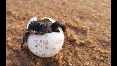 Rising Temperatures Skewing Sex Ratio Of Sea Turtles Towards Females Study Bhubaneswar News