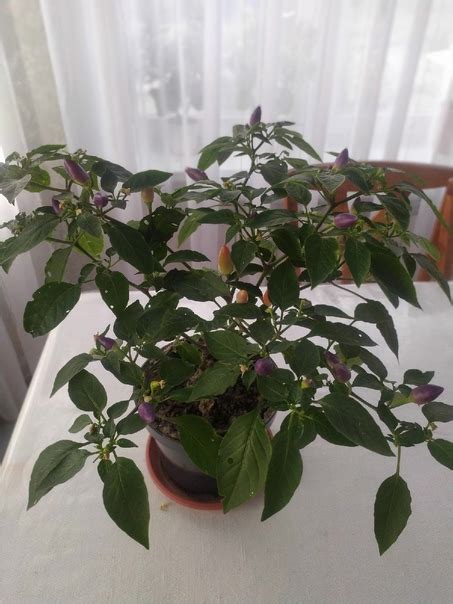 Перец острый, комнатный, многолетний,большой.За 250 руб. с Сырское ...