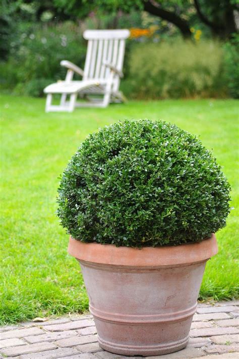 Альтернатива самшиту | Garden Industry - Каталог Садовая индустрия