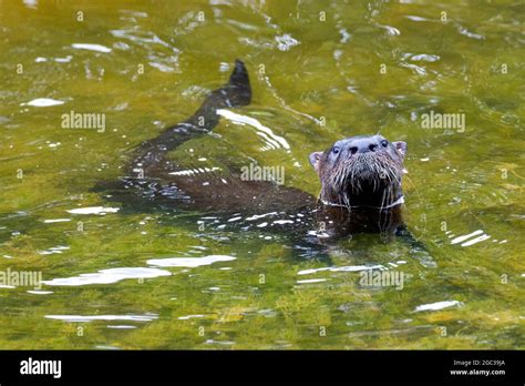 Big Cypress Fox Squirrel Hi Res Stock Photography And Images Alamy