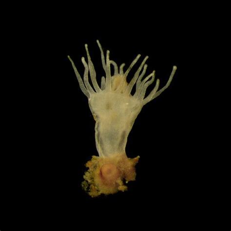 Jellyfish Polyp | Jellyfish, Polyp, Sea